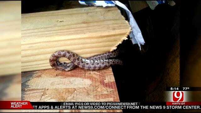 Snakes, Other Wildlife Creeping Into Homes And Yards Due To Flooding