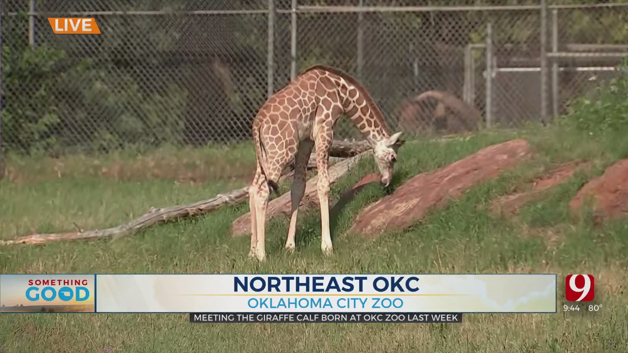 Meet The OKC Zoo's Week-Old Baby Giraffe