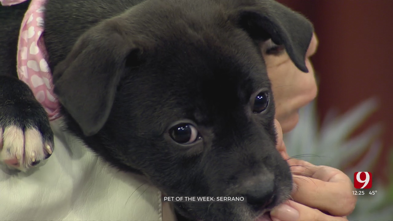 Pet Of The Week: Serrano