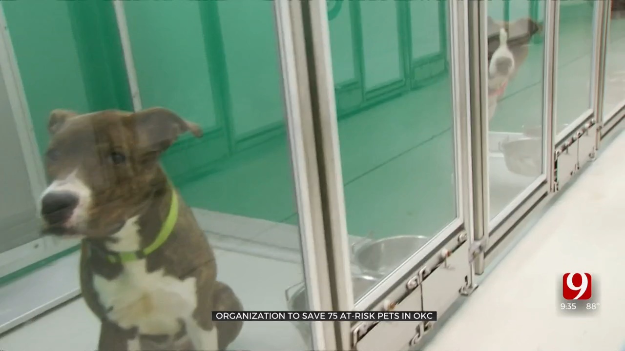 Fetch Fido A Flight Sending At-Risk Oklahoma Shelter Animals To West Coast