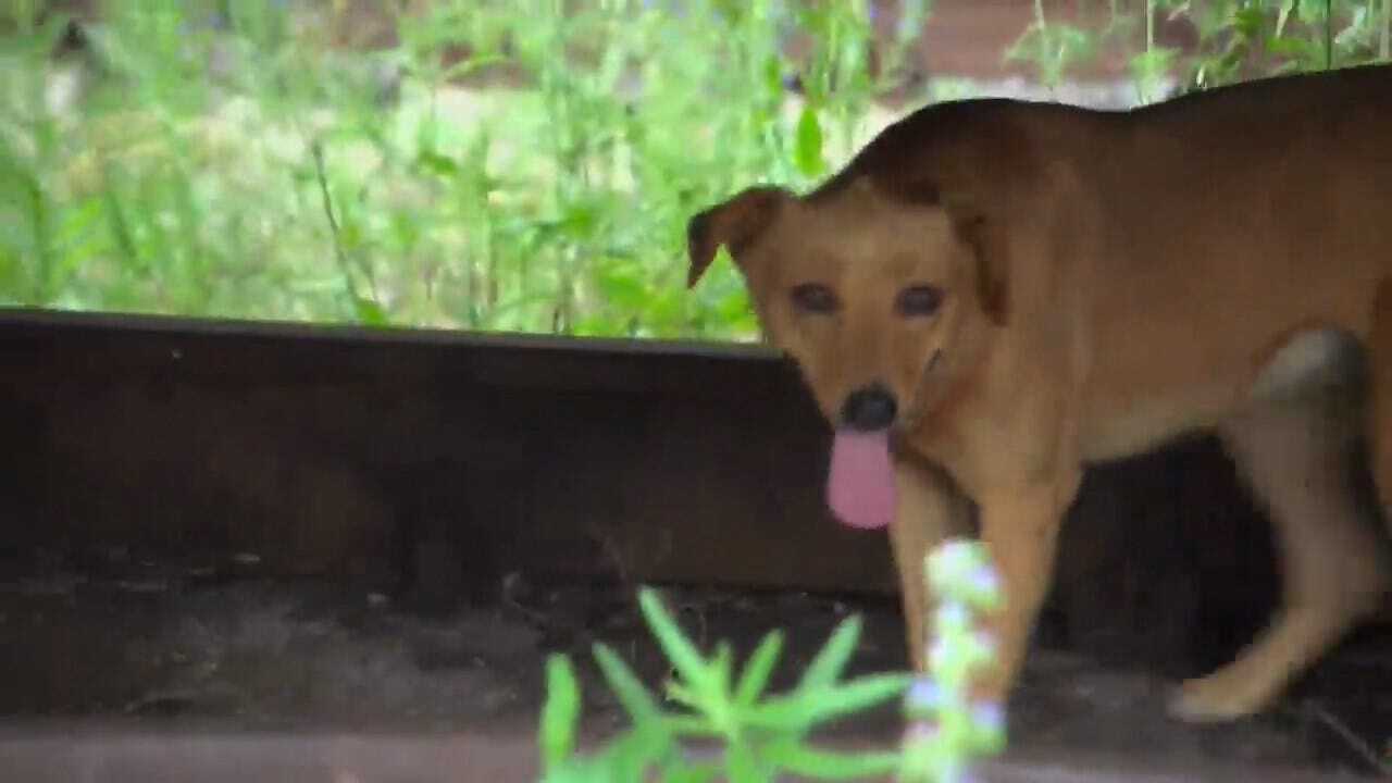 Nonprofit Helps Abandoned Dogs In Chernobyl Disaster Zone