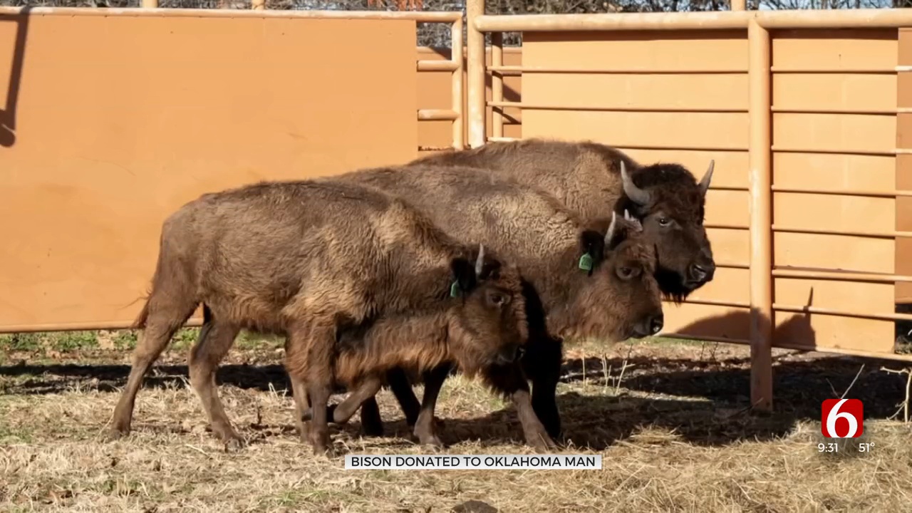 Quapaw Nation Donates Bison To Owasso Couple After Theirs Were Found Murdered