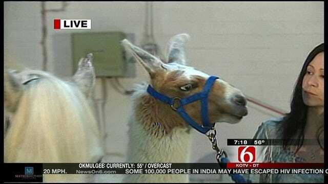 Llouie The Llama Visits Six In The Morning