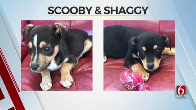 Pet Of The Week: Scooby & Shaggy
