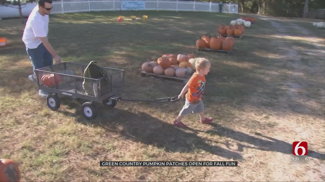 Pumpkin Patches Across Green Country Welcome Visitors With Start Of Fall 