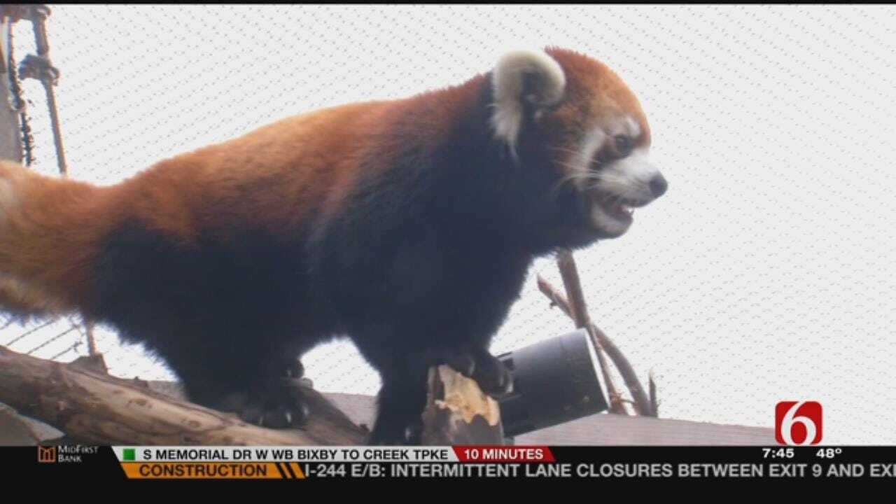 Meet Bo, The Tulsa Zoo's Red Panda