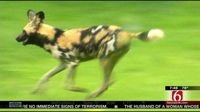 Wild Wednesday: African Painted Dogs