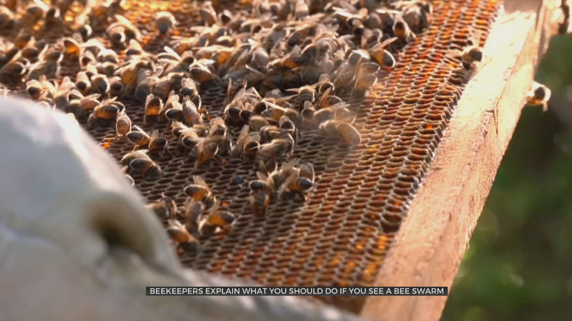 Oklahoma Beekeepers Explain What To Do If You See A Bee Swarm 