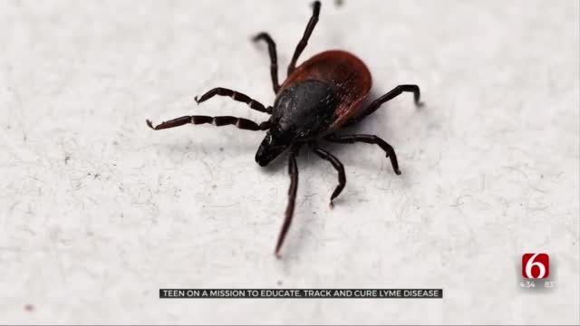 Watch: What To Know About Ticks And Lyme Disease