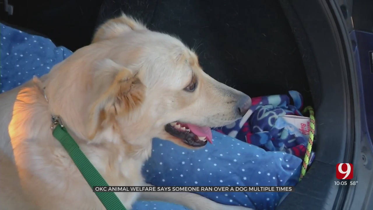 OKC Animal Welfare Investigating After Driver Repeatably Runs Over Dog With Vehicle In Street 