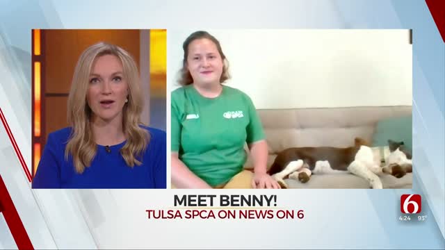 WATCH: Meet Benny, SPCA's Pet Who's Looking For His Forever Home