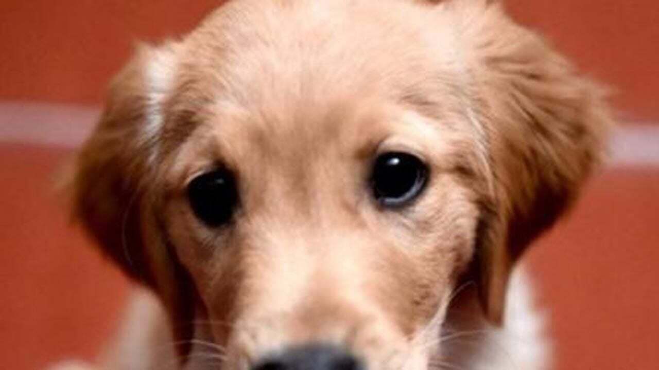 Pet Store Puppies Linked To Outbreak Of Infections In Humans, CDC Says
