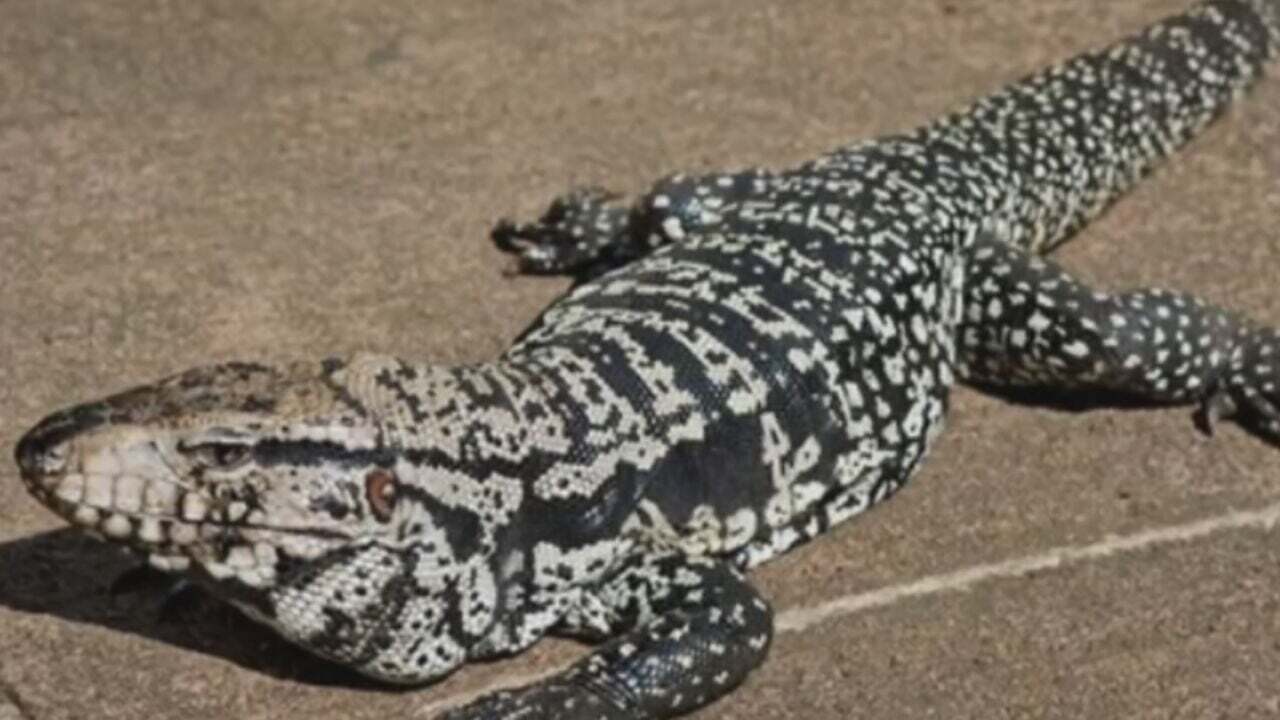 Tulsan Asks For Help Finding Missing 4-Foot-Long Pet Lizard