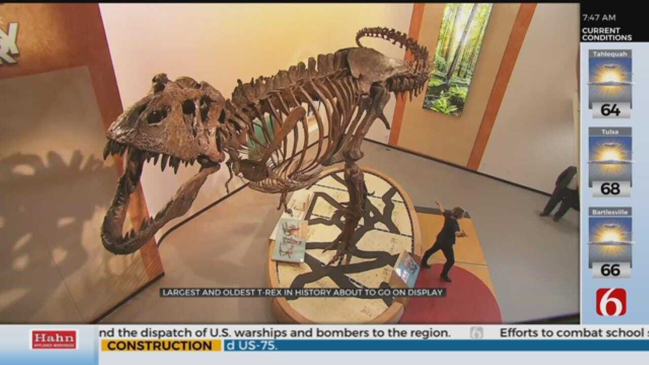 WATCH: Meet Scotty The World's Largest T-Rex