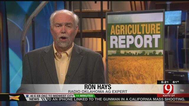 Agriculture Report: Oklahoma Wheat Crop Doing Well