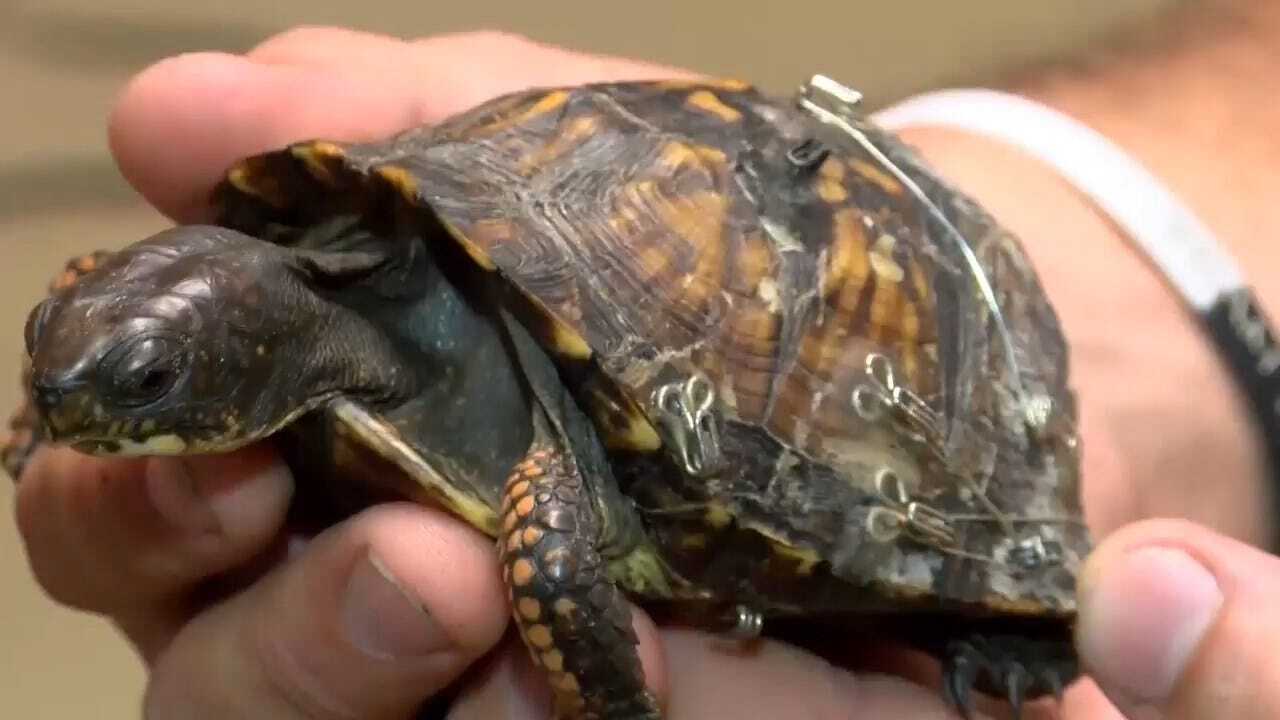 North Carolina Rescue Group Saves Turtles Using Old Bra Clasps