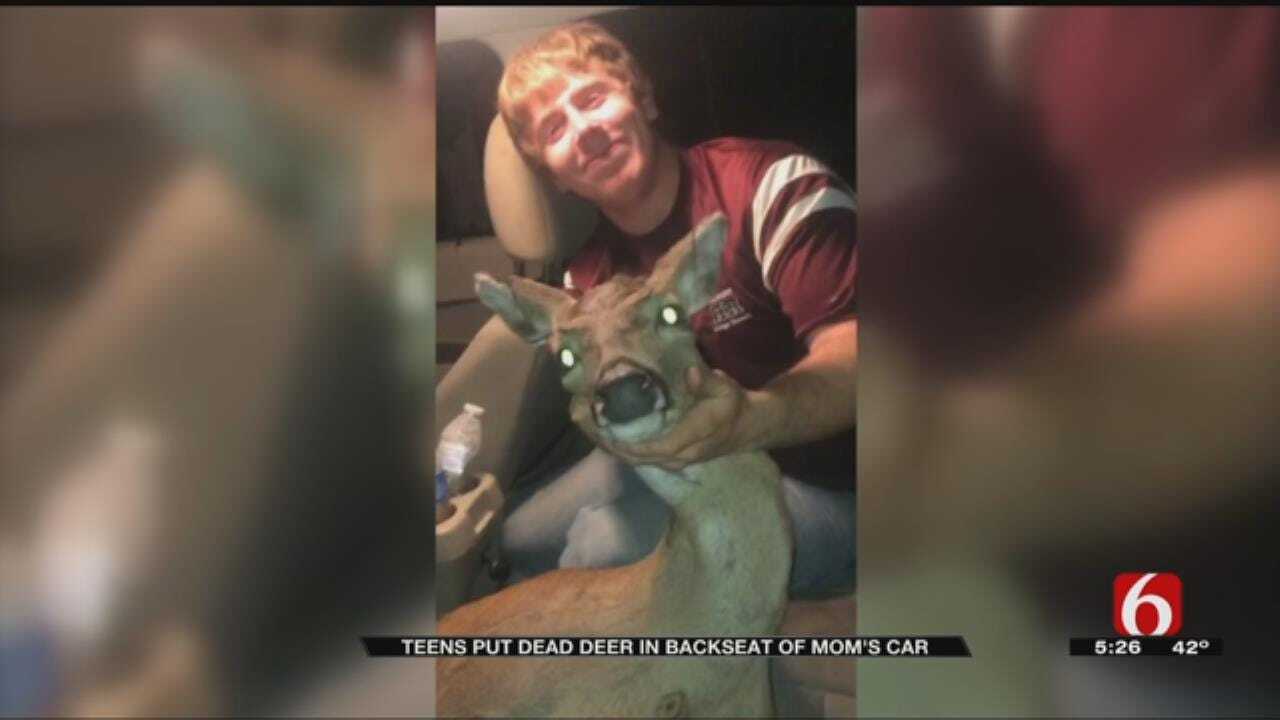 Teens Transport Dead Deer In Back Of Mom's Car