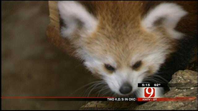 OKC Zoo's Baby Red Panda Named 'KayDee'