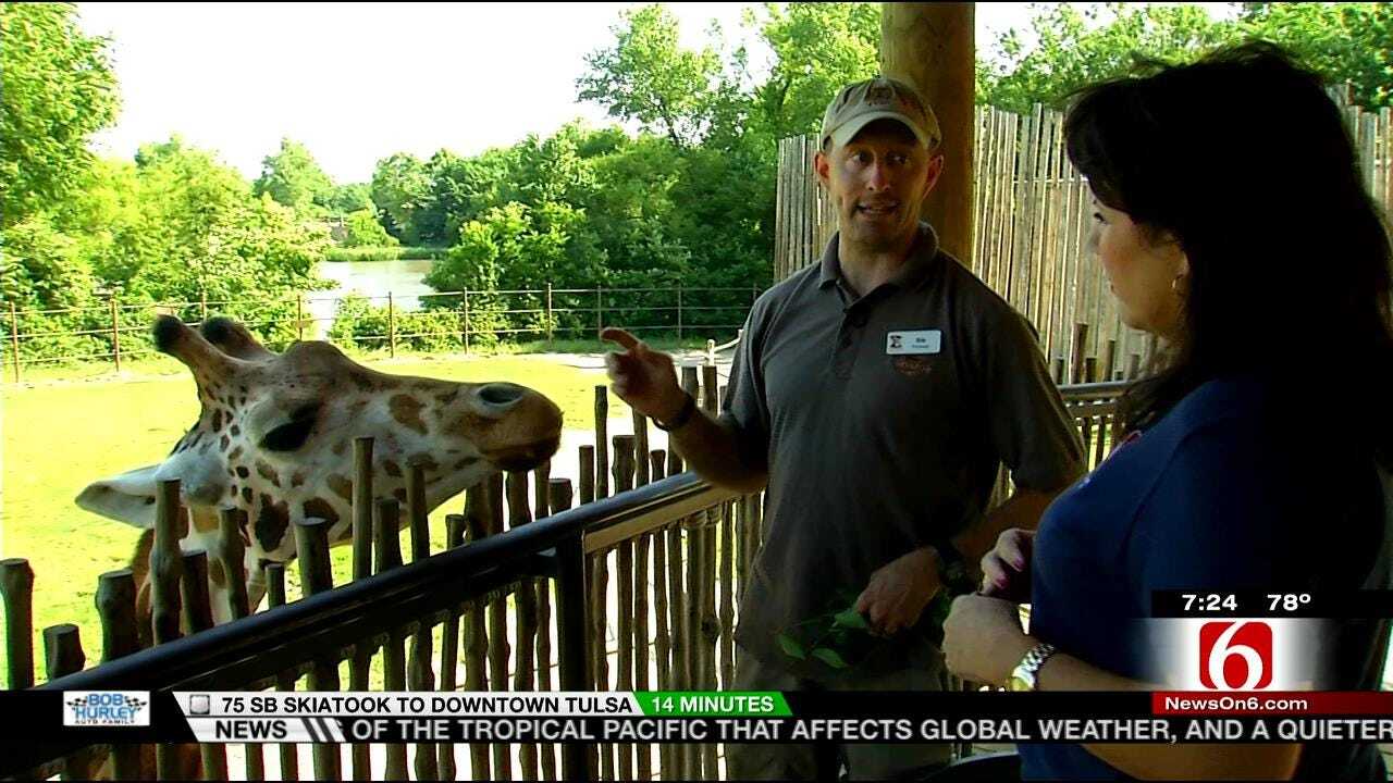 Wild Wednesday: LeAnne Taylor Meets Tulsa Zoo Giraffes