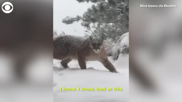 WATCH: Mountain Lion Appears Outside Of Colorado Home