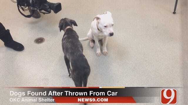 WEB EXTRA: Grant Hermes Updates On Dogs Found Thrown From Vehicle In OKC