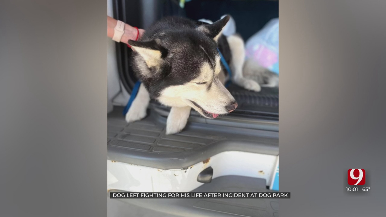 Dog Recovering After Shot In Neck At Norman Park 