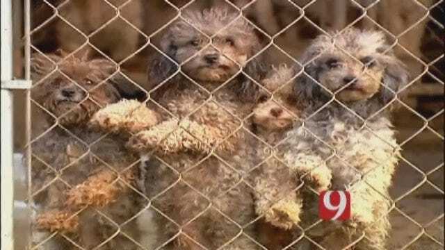 1 Inspector, Over 1000 Breeders. Is The "Puppy Mill" Law Enforceable?