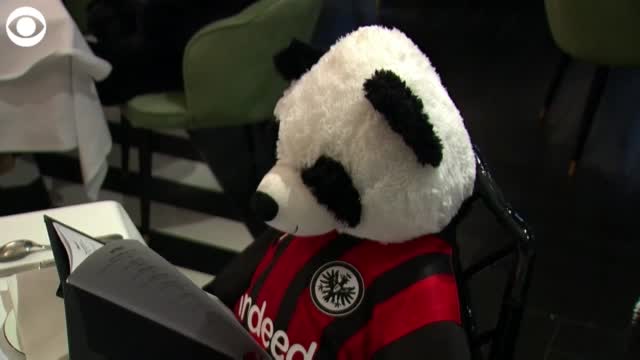 WATCH: Stuffed Pandas Crowd Restaurant