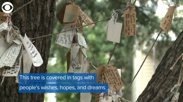 Neighborhood Tree In Virginia Is Covered In Notes