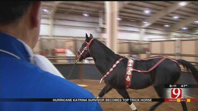 Hurricane Katrina Survivor Becomes Star Trick Horse