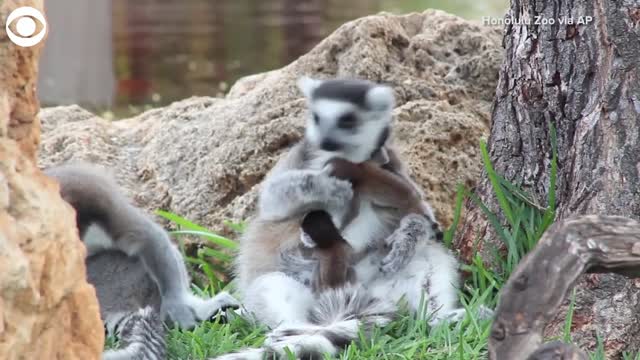 Twin Ring-Tailed Lemurs Born At Honolulu Zoo