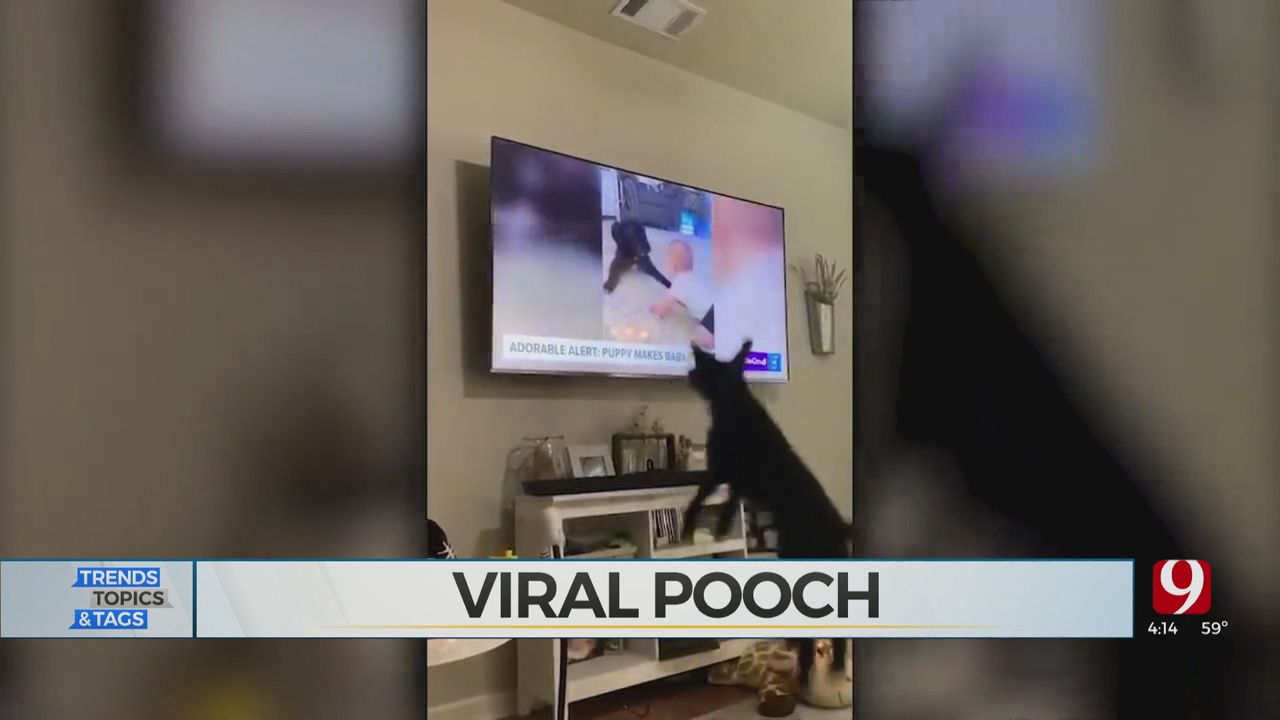 Trends, Topics & Tags: Viral Pooch