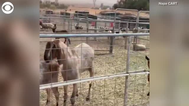 Sound On: Goats Give Special Greeting