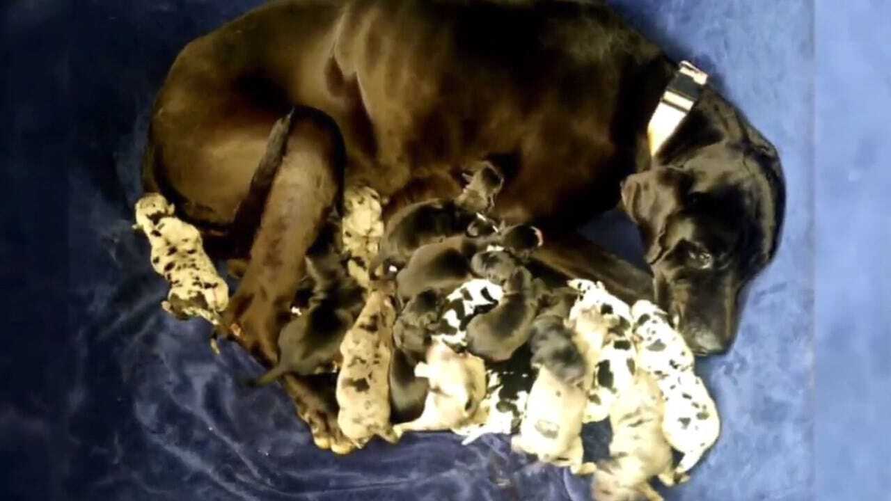 WATCH: A Litter For The Record Books