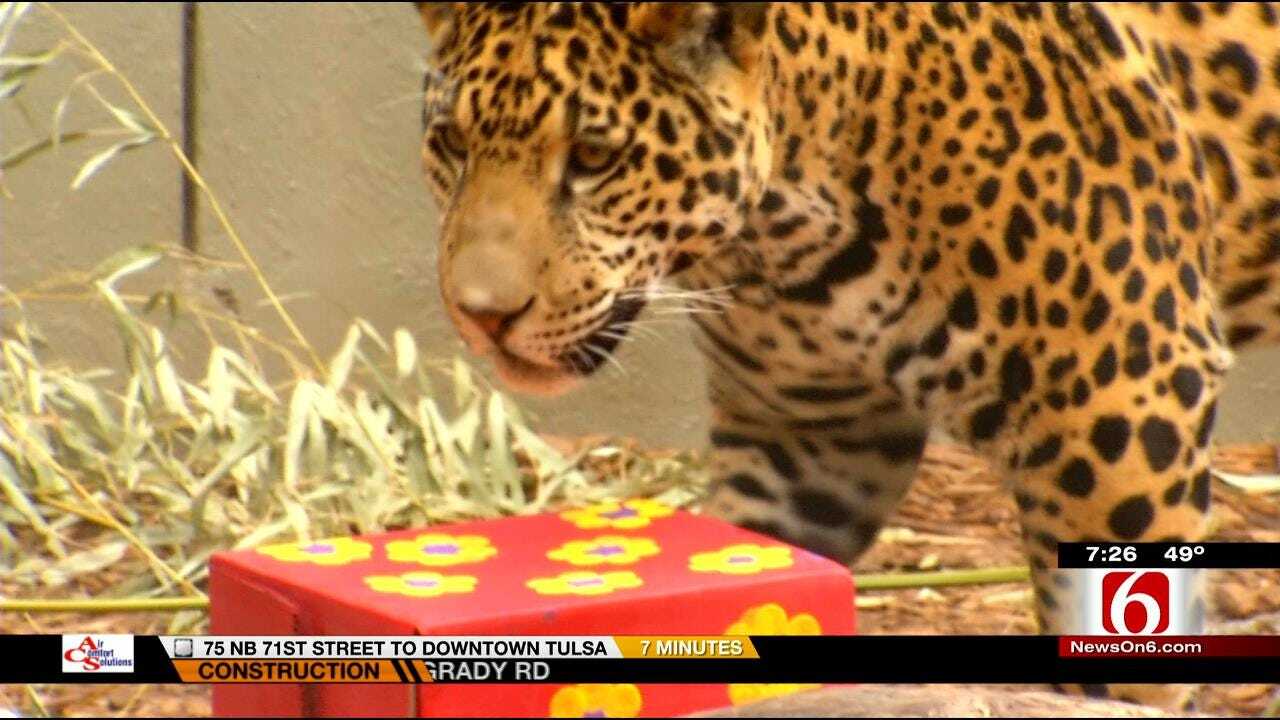 Wild Wednesday: First Birthday For Jaguar At Tulsa Zoo