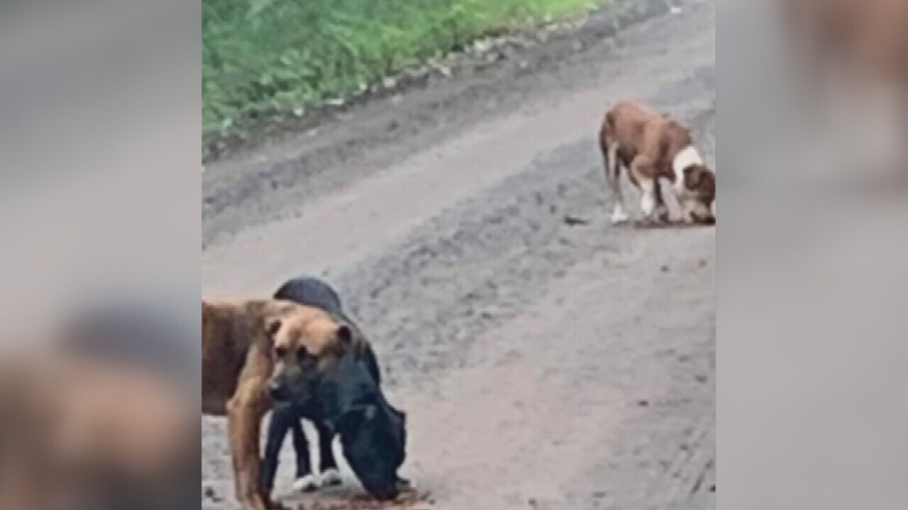 Animal Rescue Group Says 2 Dogs Shot In Muskogee County, Third Dog Missing