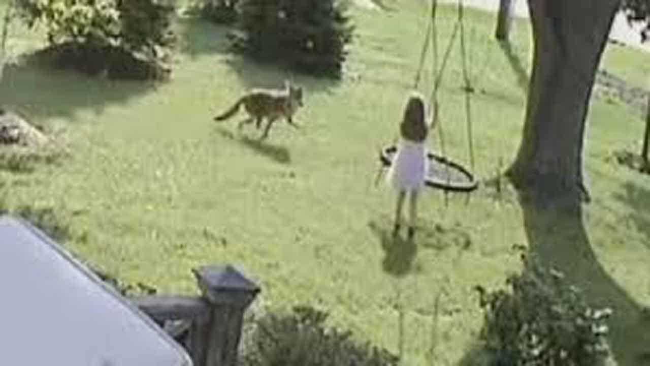 CAUGHT ON CAMERA: 5-Year-Old Girl Escapes Coyote Attack In Illinois