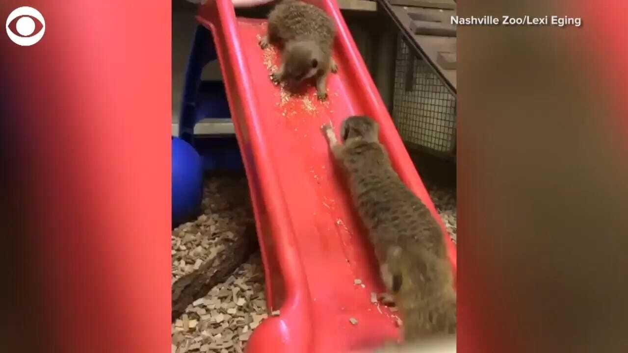 TOO CUTE! Meerkats Play On Slide