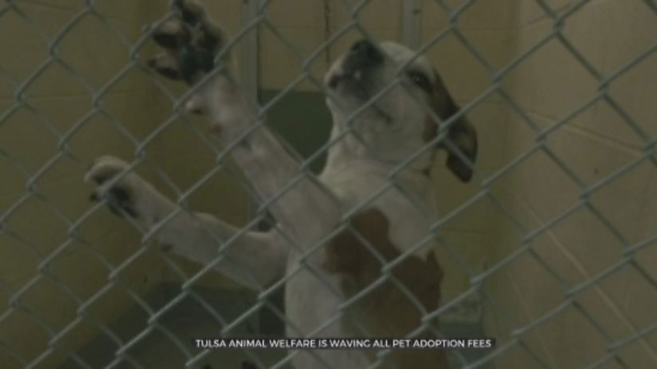 Adoption Fees Waived As A Part Of ‘Clear The Shelter’ Event