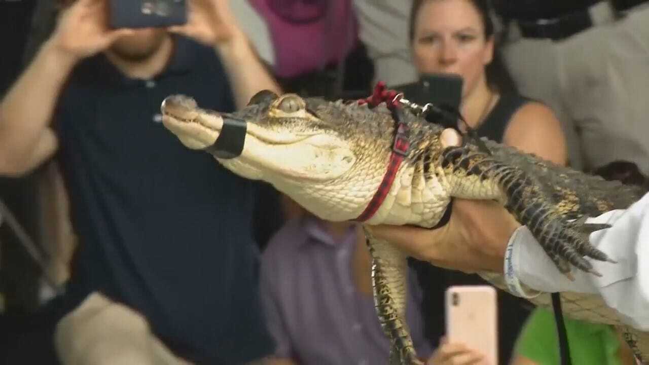 Alligator Living In Chicago Park Lagoon Captured