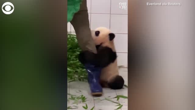 WATCH: Panda Clings To Zookeeper's Leg