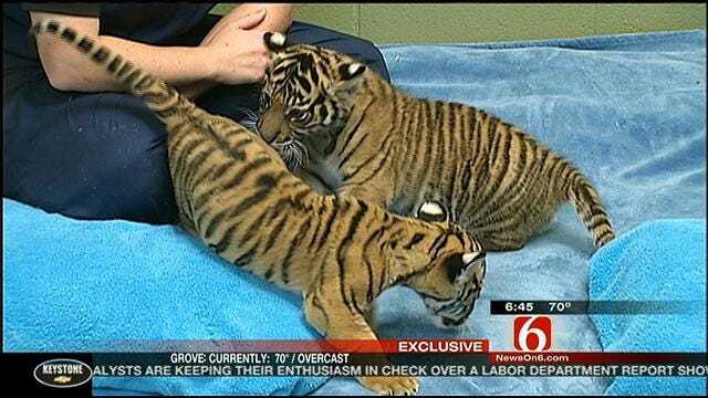 Tulsa Tiger Berani Meets New Family In Washington
