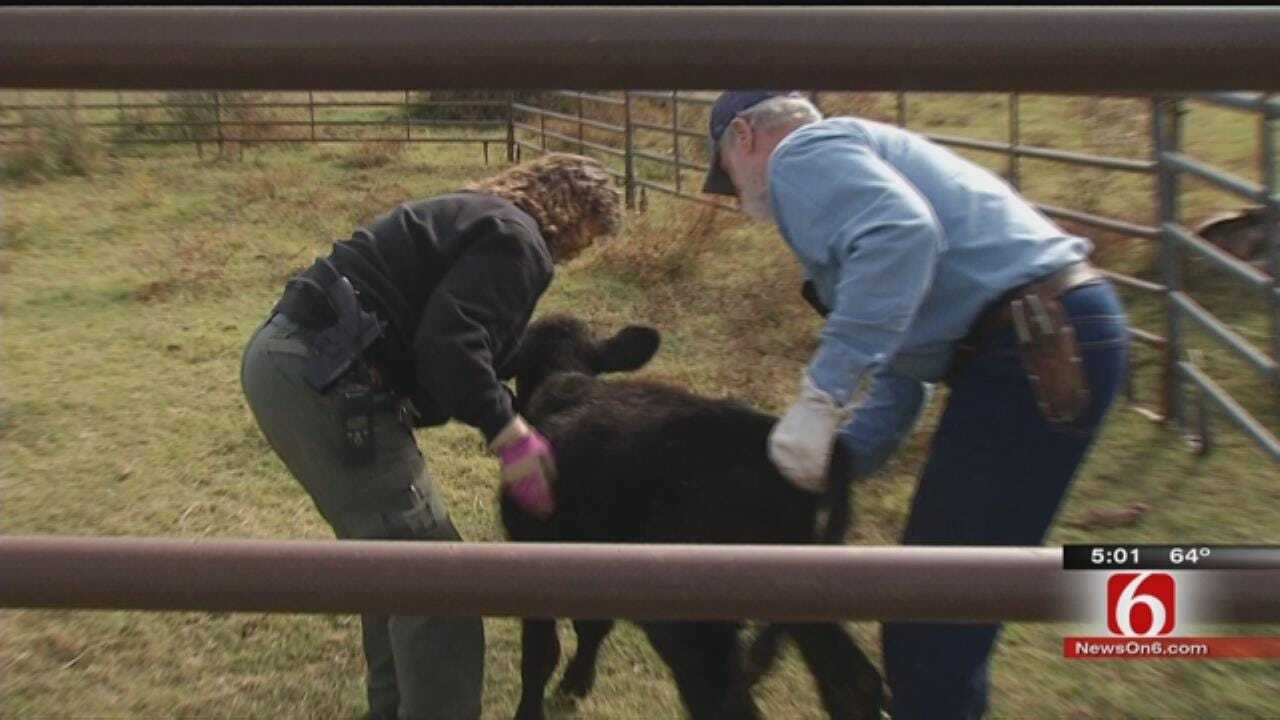 Dozens Of Cattle Found Dead In Muskogee, More Dying, 100 Missing