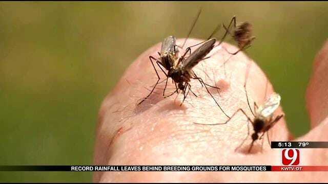 Oklahoma's Record Rainfall Leaves Behind Breeding Bonanza For Mosquitoes