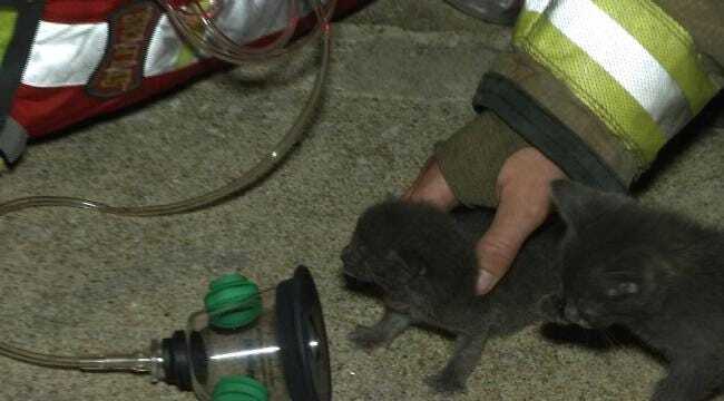 WEB EXTRA: Two Kittens Survive Northwest Tulsa House Fire