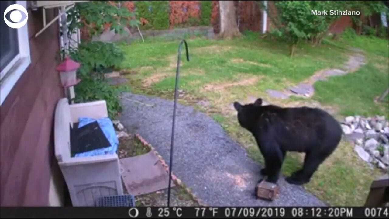 WATCH: Fearless Dog Chases Bear From Neighbor’s Yard