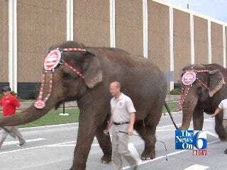 Ringling Brothers Barnum and Bailey Circus Elephants Hit the Street