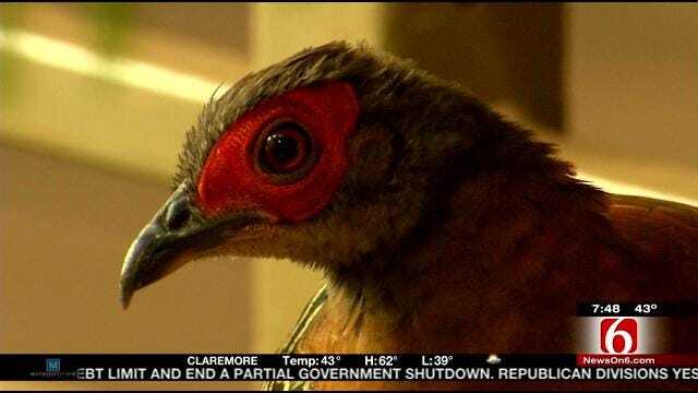 Wild Wednesday: Tulsa Zoo's Birds