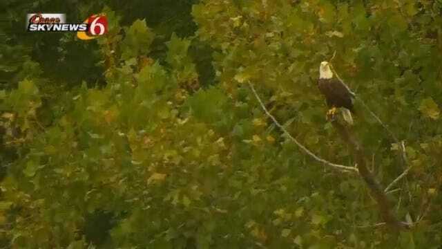 Bald Eagle Stares Down Osage SkyNews 6 HD