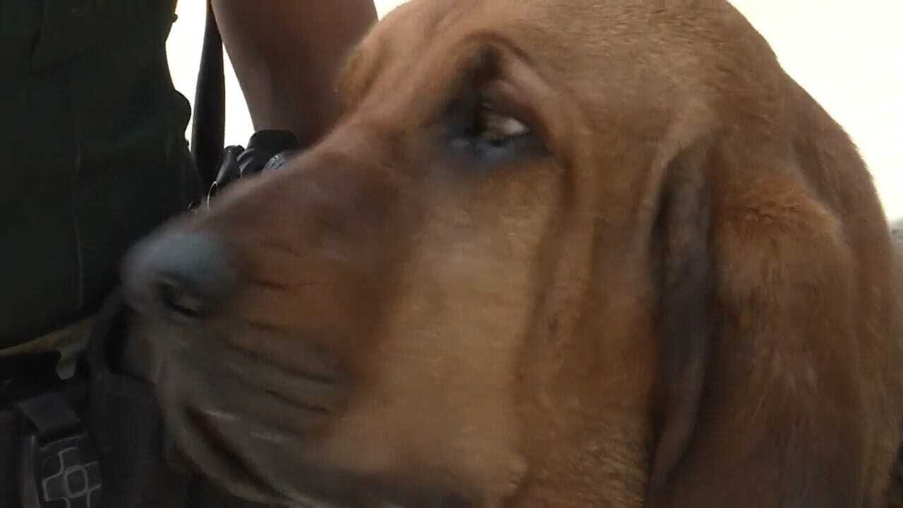 Bloodhound Finds Missing Child In Wyoming